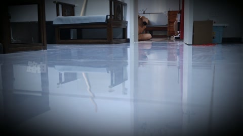 人儿犬 美人俯身为犬，被束缚四肢 不能站立只能爬行 嘴巴鼻子都被禁锢 甚至不能做出任何表情 口水直流... 第5张
