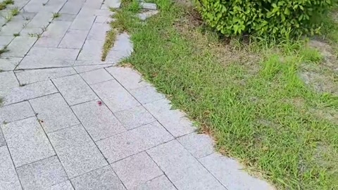 藤条！外景，镣铐 车内劫持逃跑失败 第5张