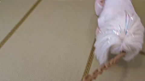kigurumi kig悬吊呼吸控制+强制踮脚+呼吸控制+郊狼电击+棒棒+K9牵引爬行 第8张
