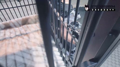 铁链挣扎 铁笼囚禁 足底写字 挣脱尝试 爬行开锁 结尾有采访【依依镣铐女仆】 第12张